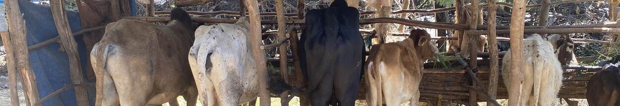 Stall feeding cows in Ethiopia