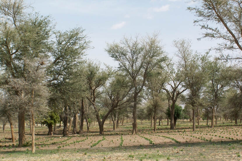 Parkland agroforestry with Faidherbia albida, Niger