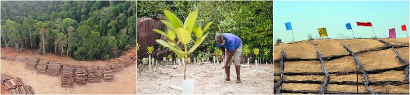 Collage, van links naar rechts: ontbossing, aanplant mangrovegebied en aanplant bomen tegen verwoestijning